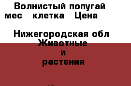 Волнистый попугай 3 мес.  клетка › Цена ­ 700 - Нижегородская обл. Животные и растения » Кошки   . Нижегородская обл.